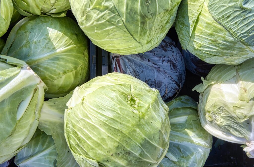 Fresh cabbage recipes - green and purple cabbages at a market