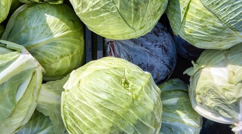 Fresh cabbage recipes - green and purple cabbages at a market