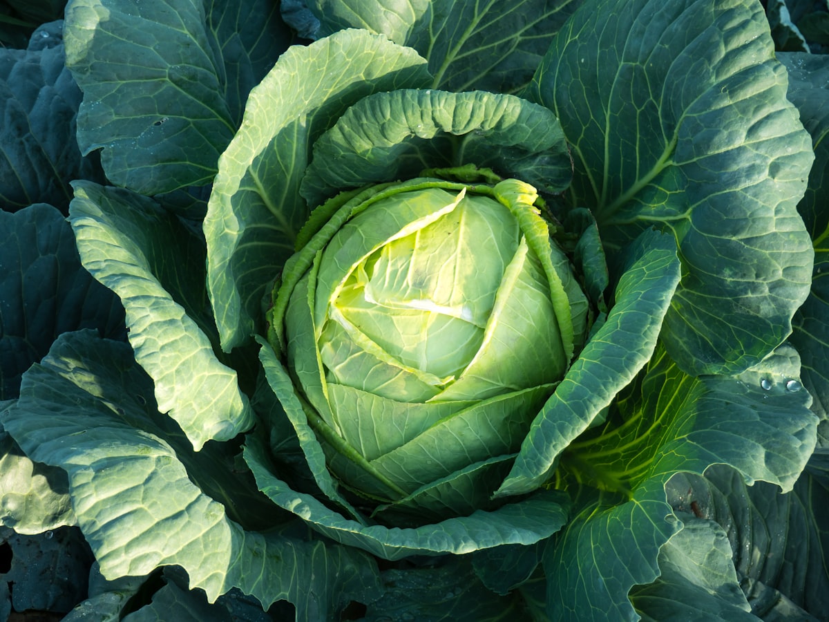 Fresh spring cabbage ready for easy cabbage dinner recipes