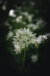 wild-garlic-recipes-uk-weeknight-dinners