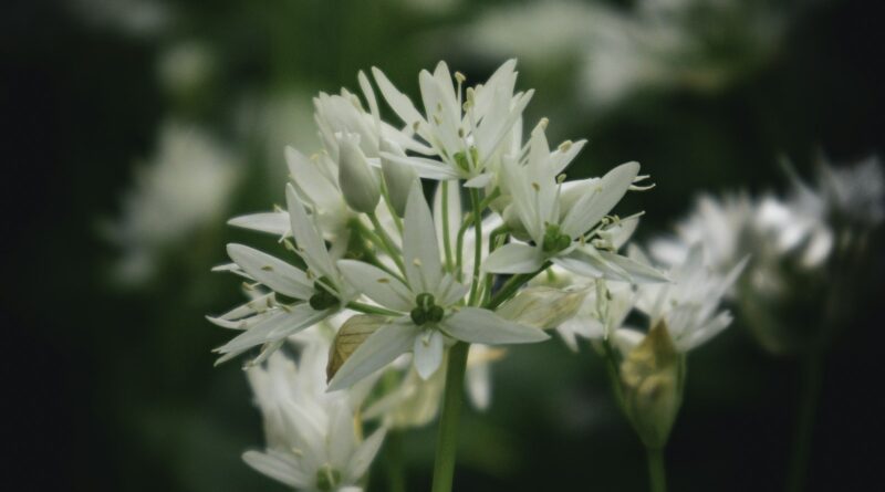 wild-garlic-recipes-uk-weeknight-dinners