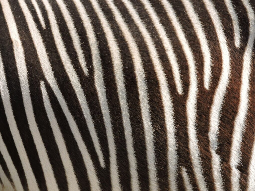 zebra print trend UK 2026 black and white textile