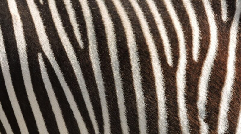zebra print trend UK 2026 black and white textile