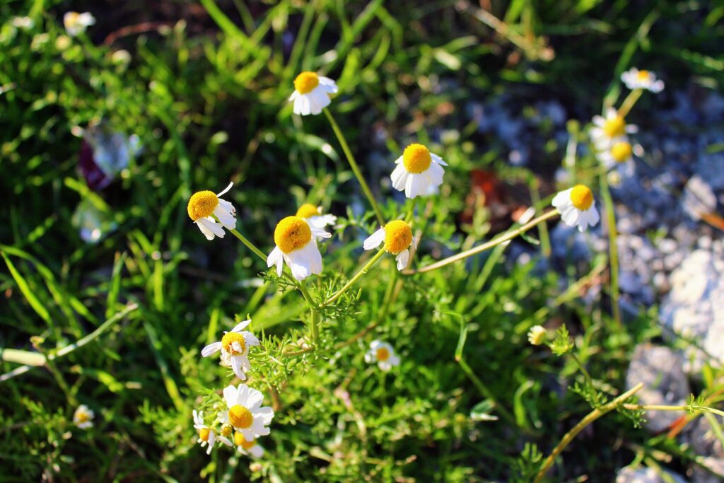 Chamomile flowers, the plant source of the apigenin sleep supplement gaining traction in the UK in 2026
