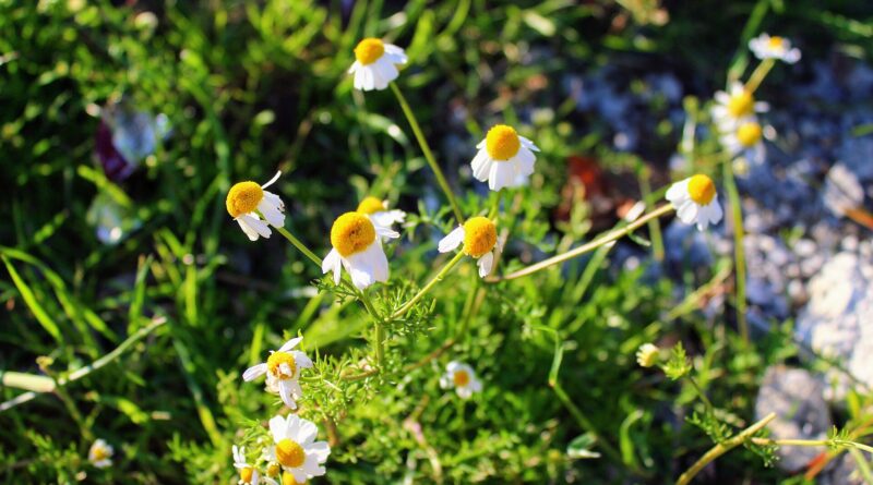 Chamomile flowers, the plant source of the apigenin sleep supplement gaining traction in the UK in 2026