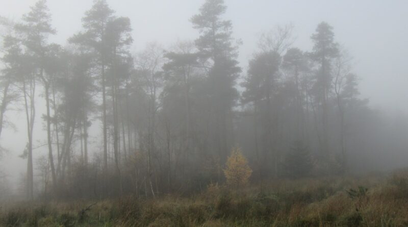 british-folk-horror-2026