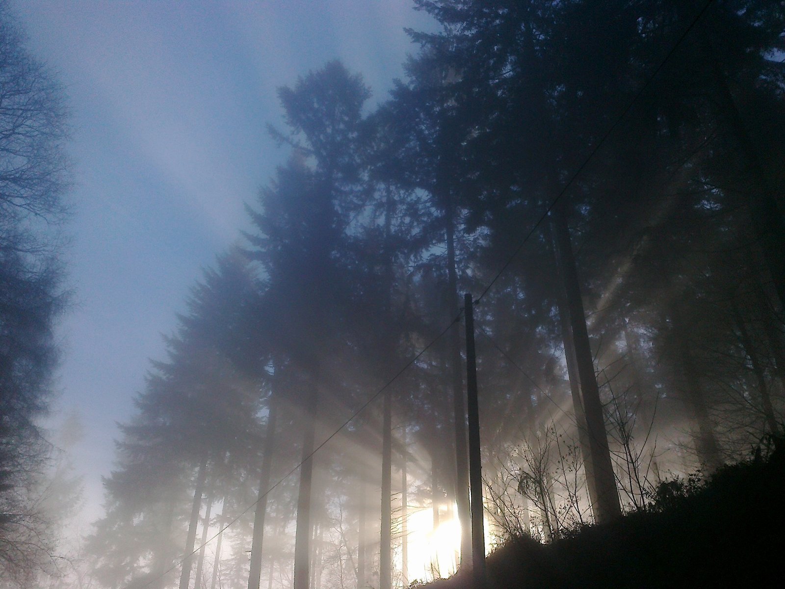 Mist in Mortimer Forest, the kind of British woodland landscape that British folk horror in 2026 keeps coming back to