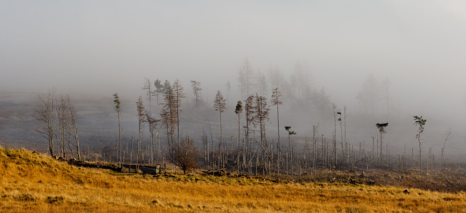 Trees in fog above Loch Tay, the Scottish landscape now being claimed for folk horror beyond its English heartland
