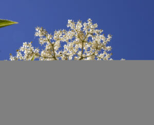 Cream-coloured elder flower heads in bloom, illustrating elderflower recipes UK home cooks make in May and June.