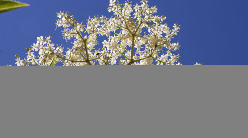 Cream-coloured elder flower heads in bloom, illustrating elderflower recipes UK home cooks make in May and June.
