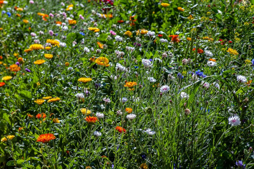 A British wildflower meadow in summer, evoking the natural palette behind 2026 garden party outfits UK guests are choosing this season.