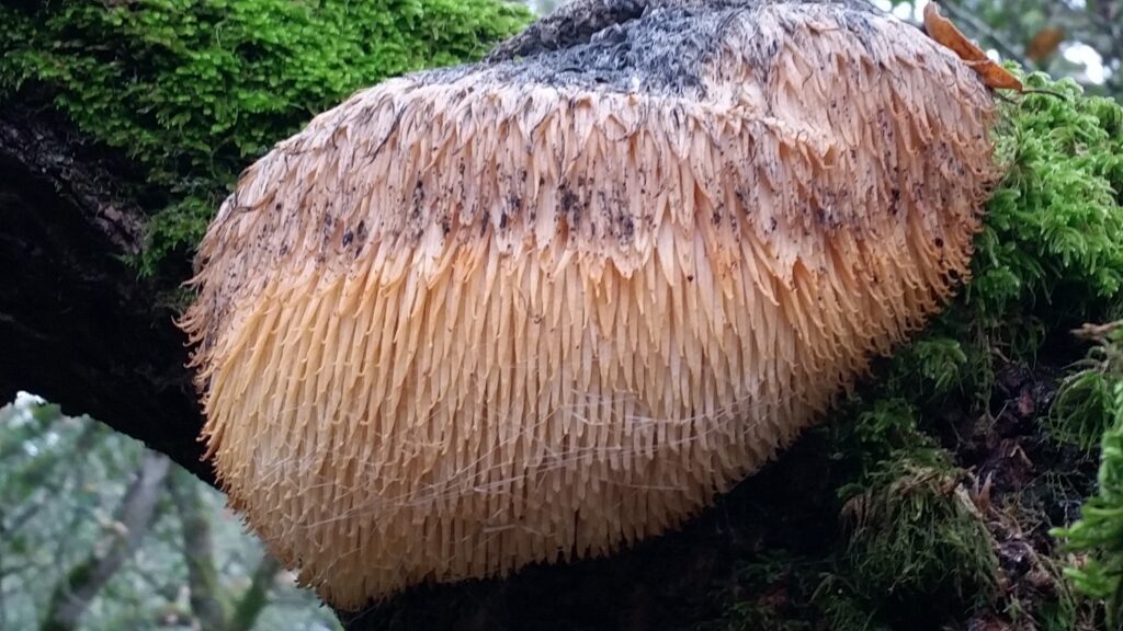 A cluster of lion's mane mushroom (Hericium erinaceus) growing on a hardwood log, the kind of fungus now sold across the UK as a nootropic supplement.