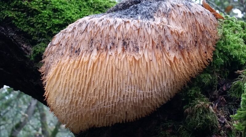 A cluster of lion's mane mushroom (Hericium erinaceus) growing on a hardwood log, the kind of fungus now sold across the UK as a nootropic supplement.