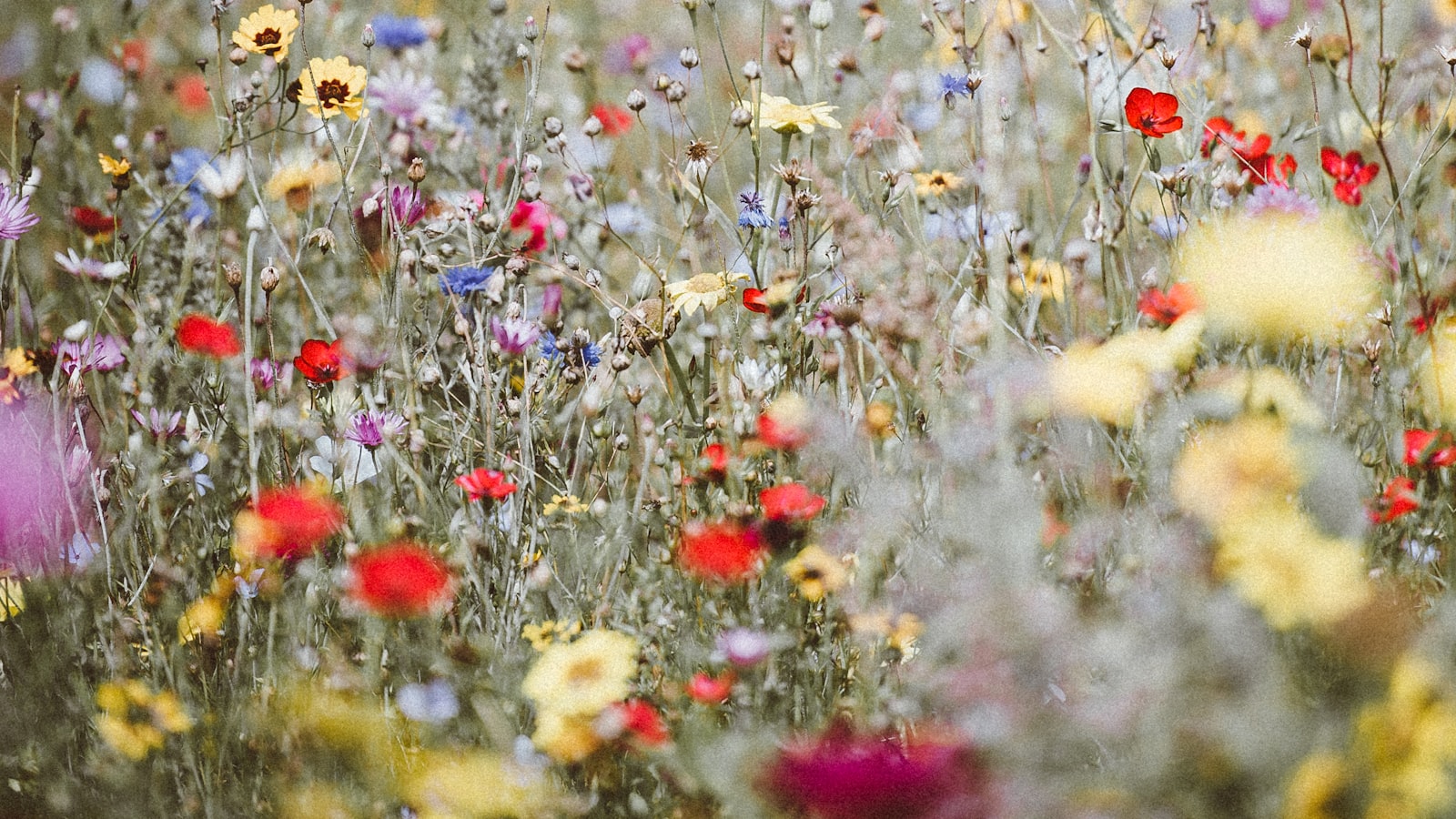 Wildflower lawn uk garden border in full early summer bloom