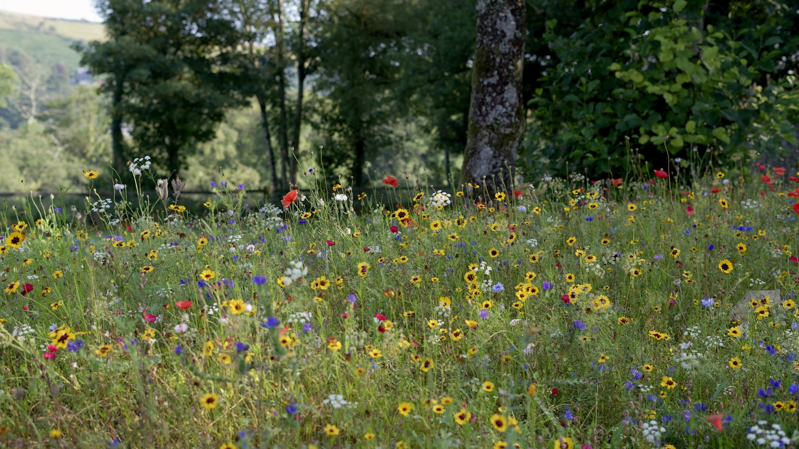 British country garden with mown path through wildflower meadow lawn