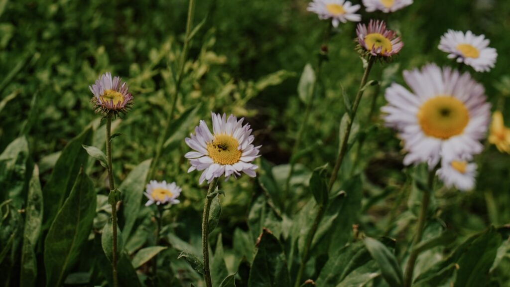 wildflower-lawn-uk-2026-featured