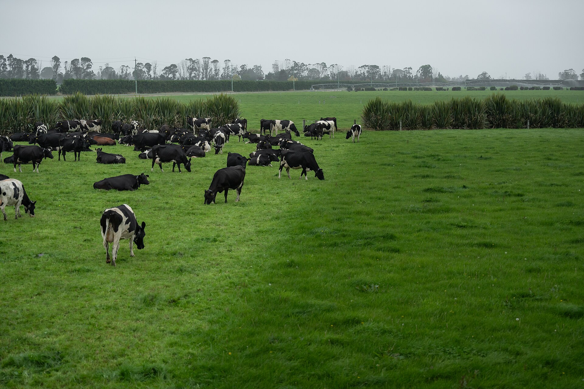 Dairy cows grazing in a field - bovine colostrum UK supplements are made from cows' first milk