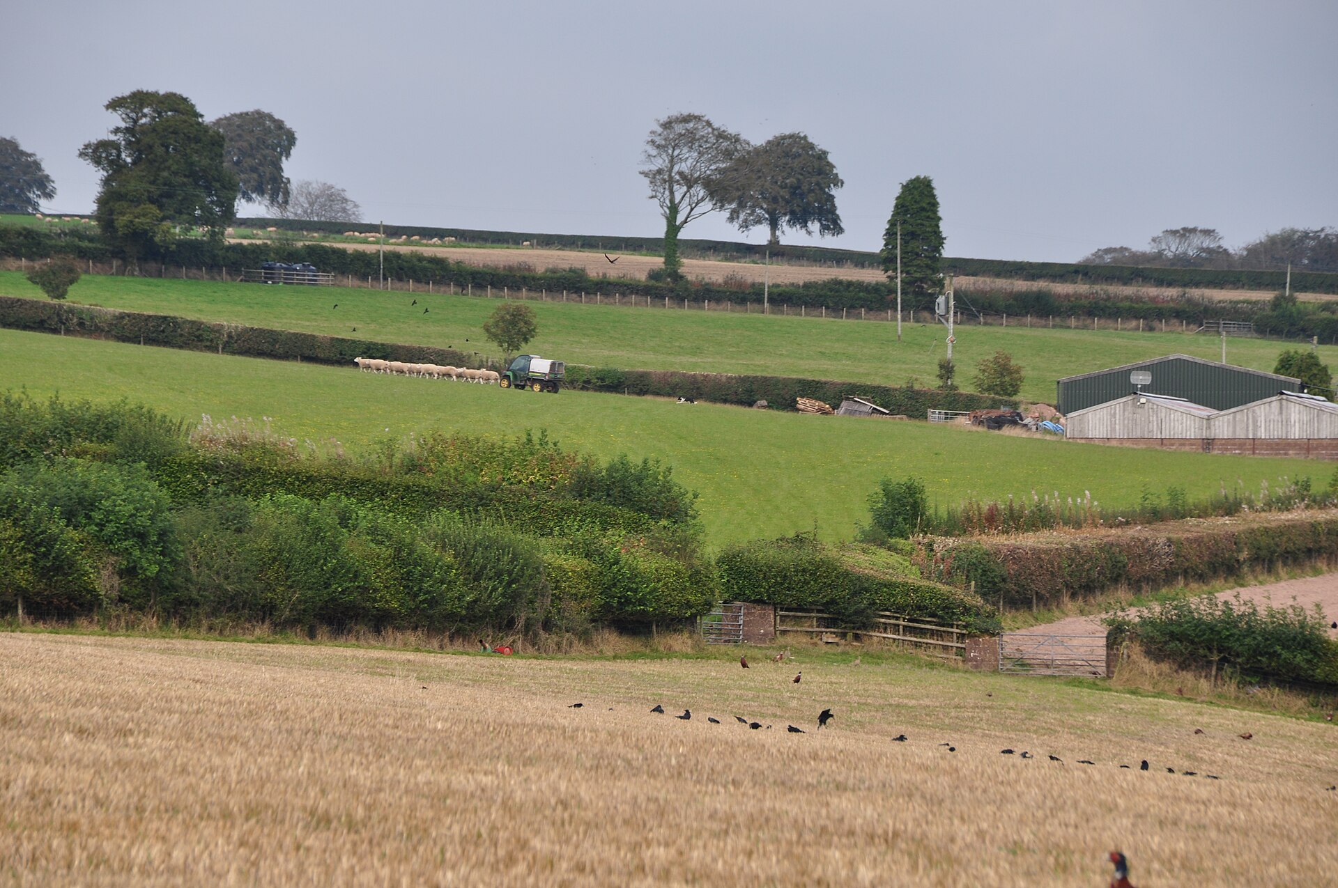 Open Somerset farmland of the kind rested during a Glastonbury fallow year