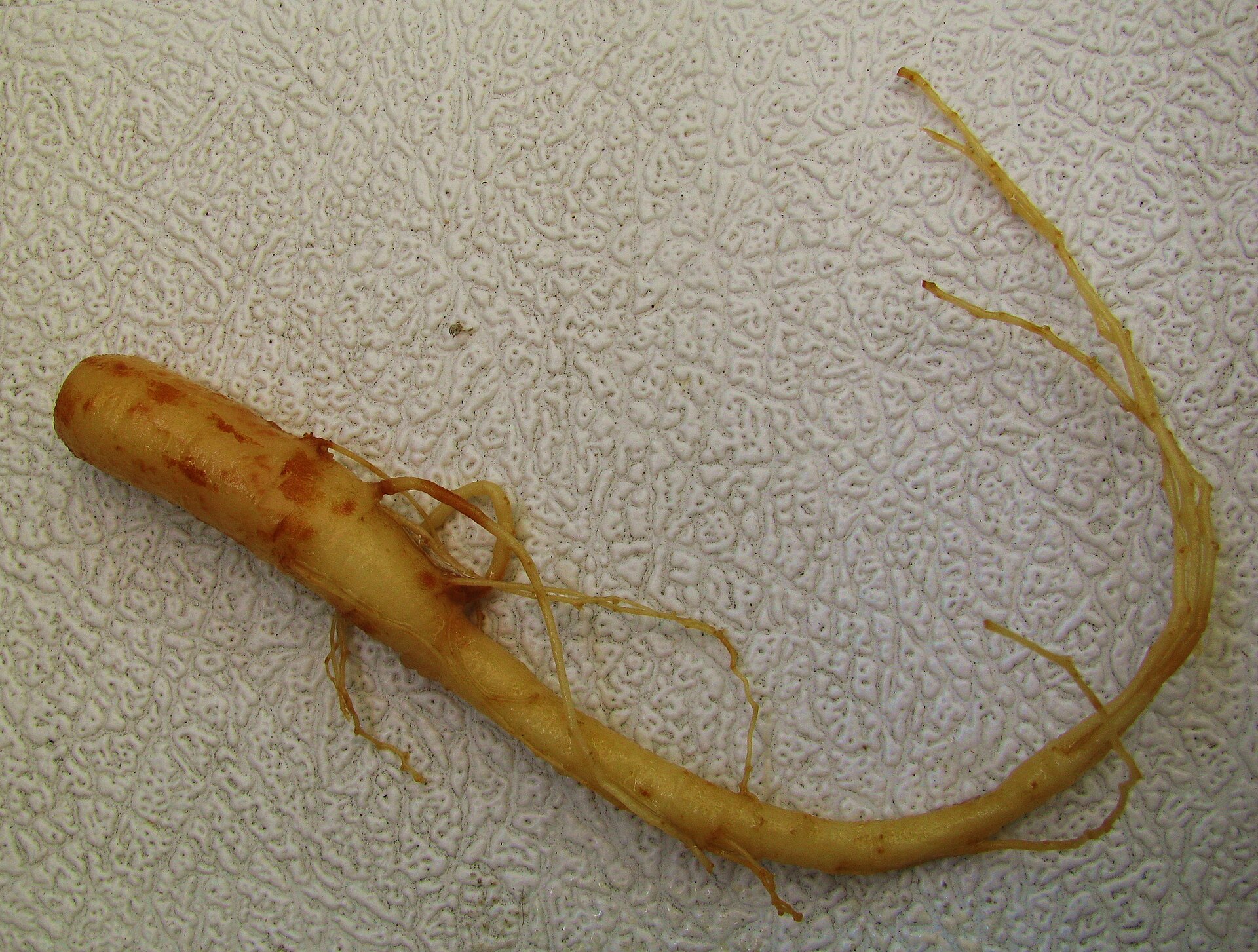 Ginseng root, the better-evidenced alternative UK nutritionists recommend over tongkat ali