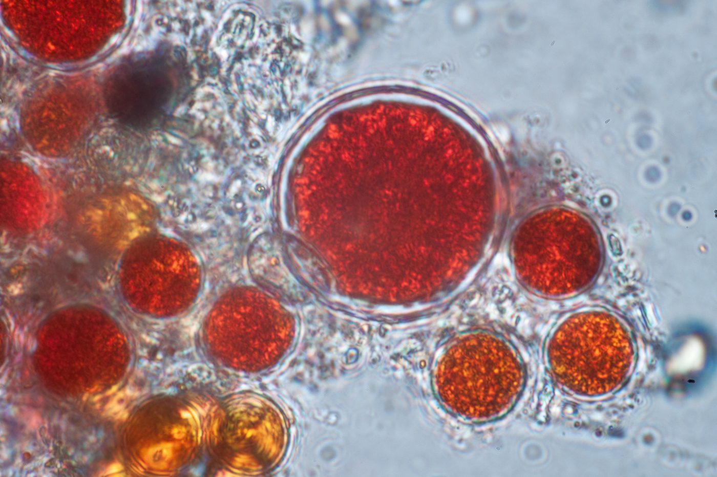 Haematococcus pluvialis red algae, the natural source of astaxanthin