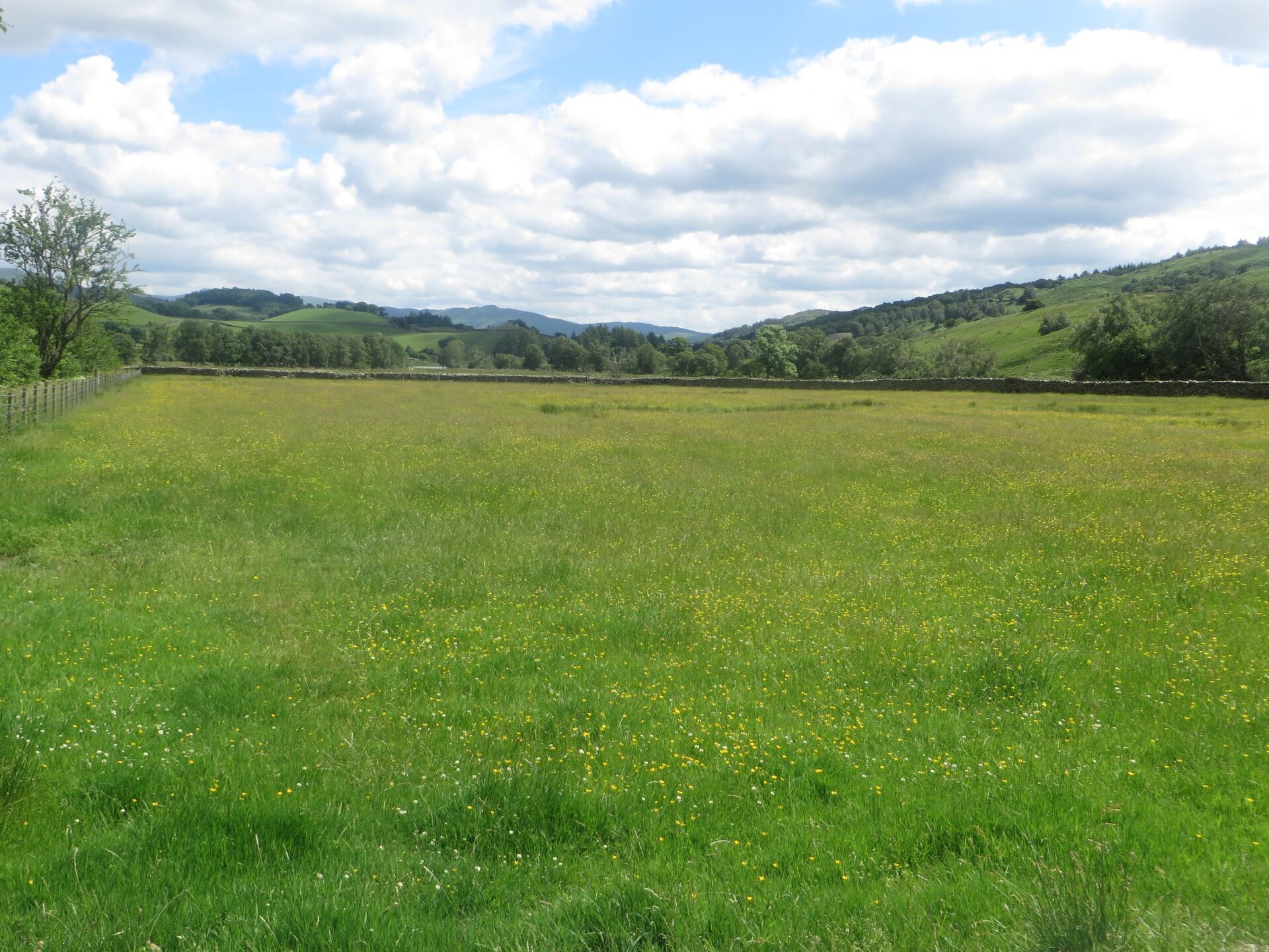 Grass pollen drifting off a UK meadow, the main trigger a good air purifier for hay fever helps with indoors