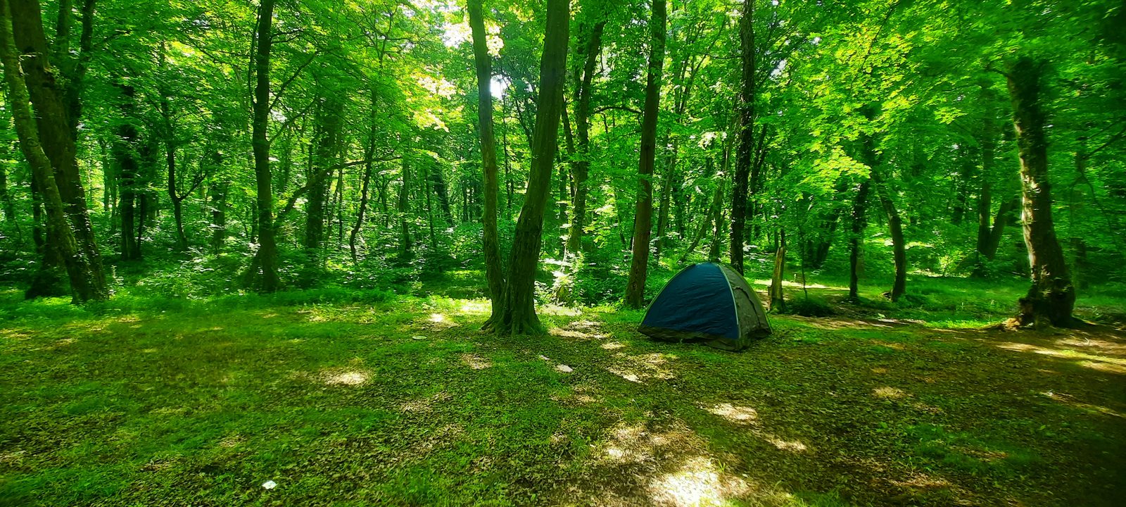 Tents pitched at a summer camping festival