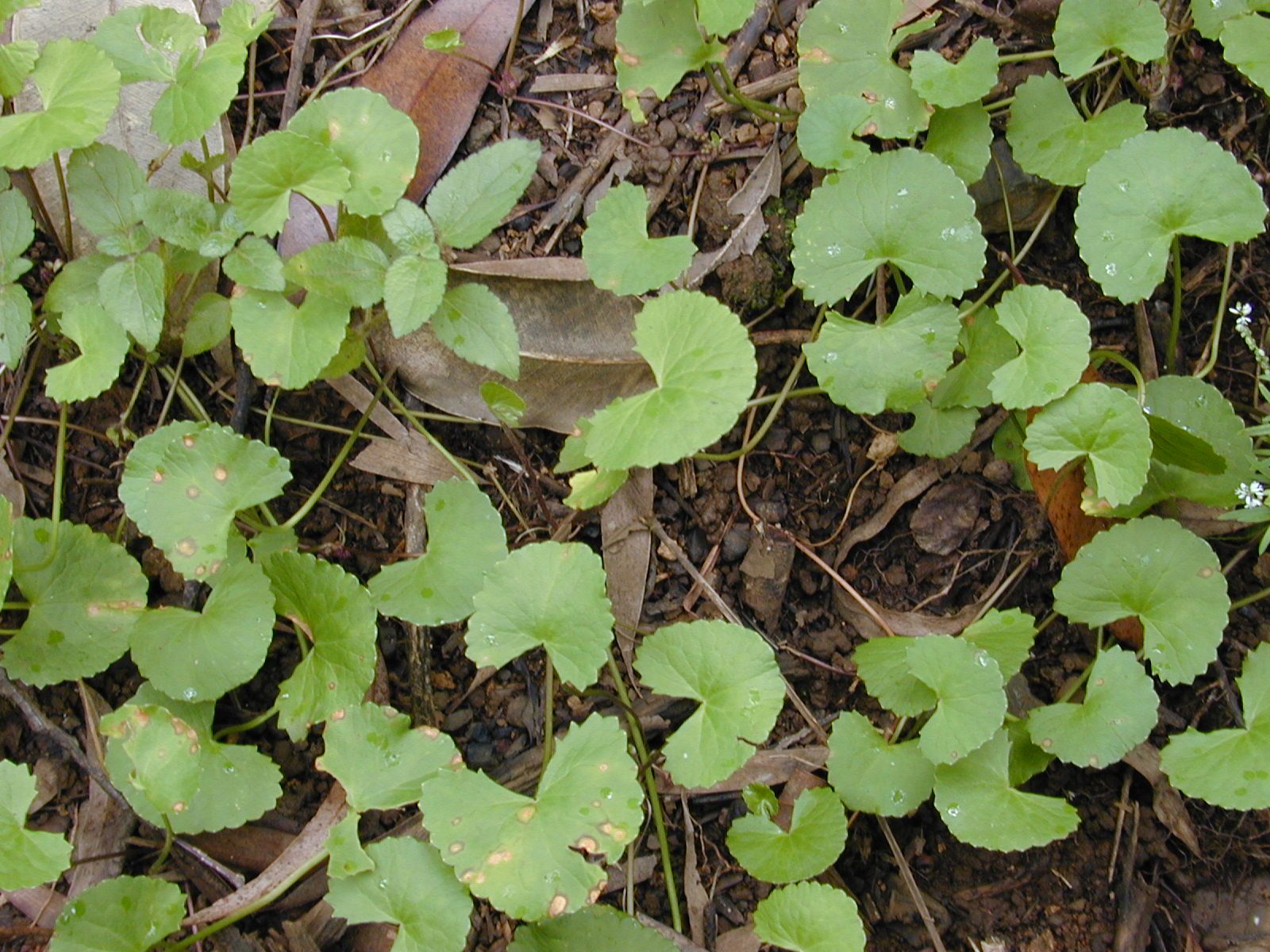 Centella asiatica plant, the botanical source of madecassoside