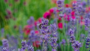 drought-tolerant-garden-uk-2026