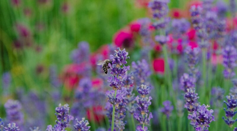 drought-tolerant-garden-uk-2026