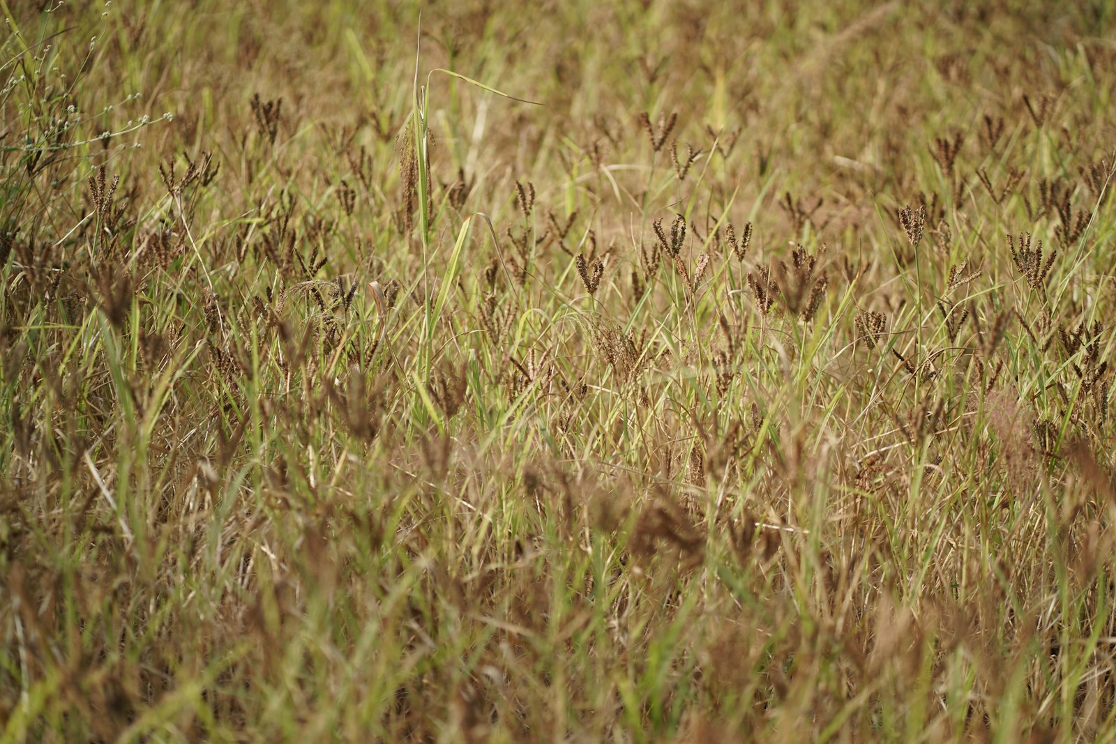 A parched brown lawn baking in the British summer drought