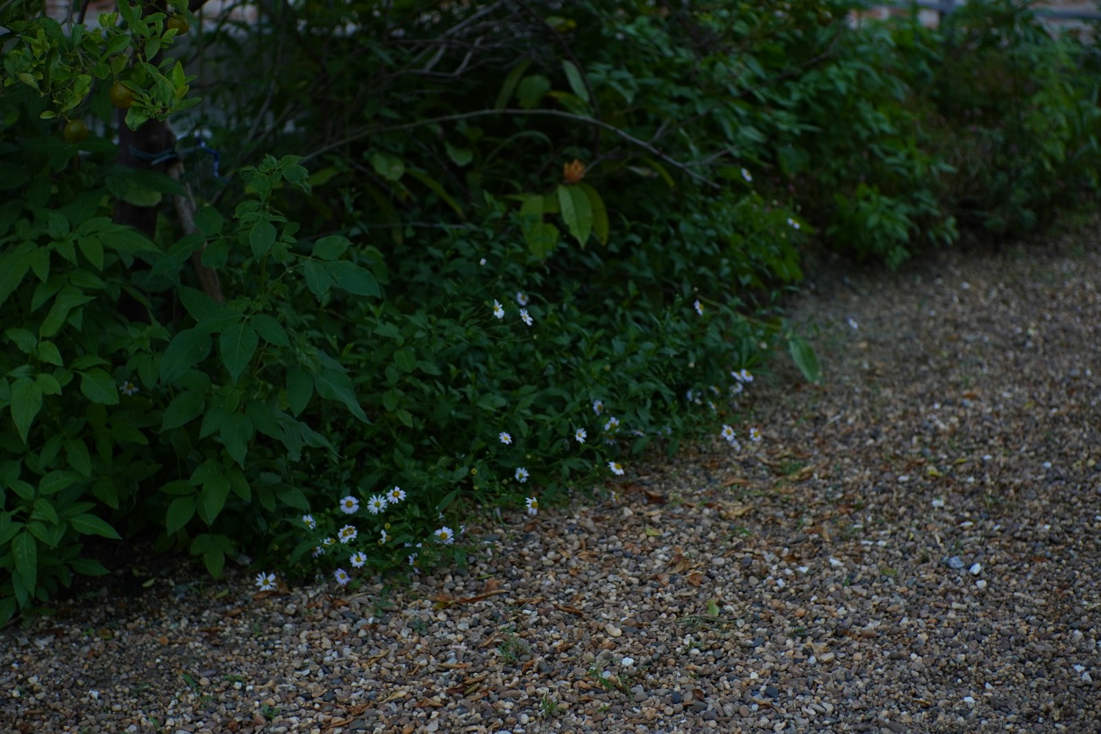 A drought tolerant garden with flowers spilling over a gravel path