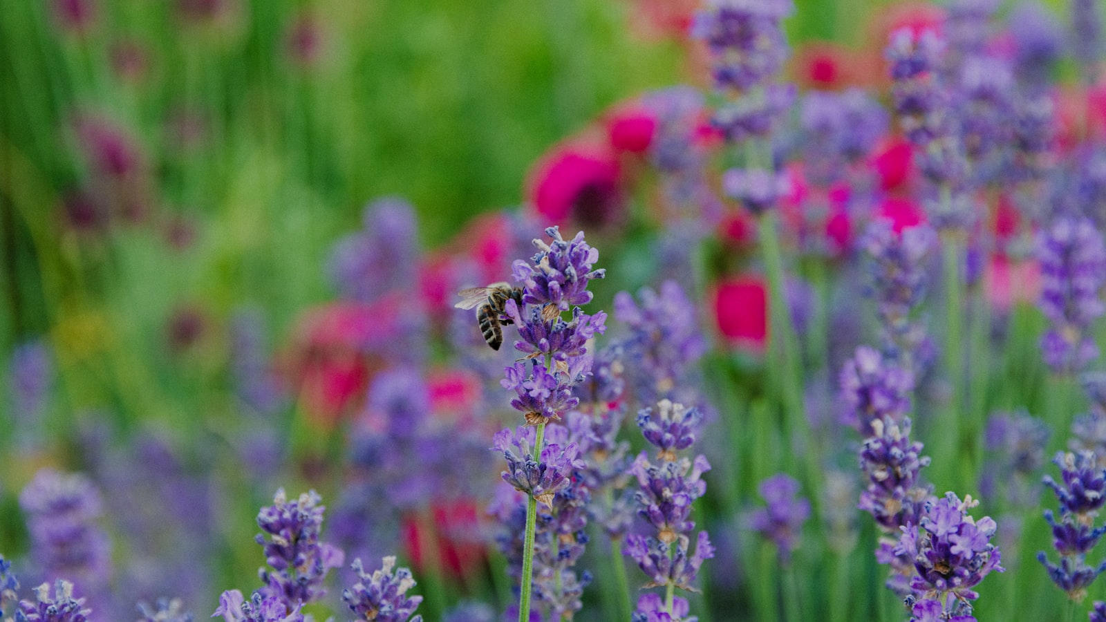 Let the Lawn Go Brown: Why the Drought Tolerant Garden Won Summer 2026