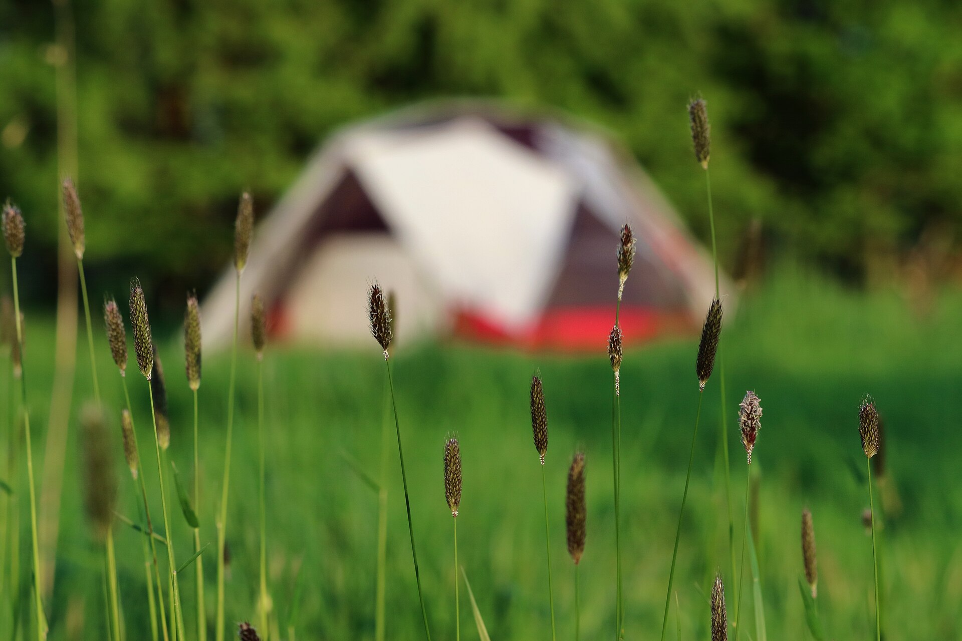 Family tent under £200 pitched on a grass campsite pitch