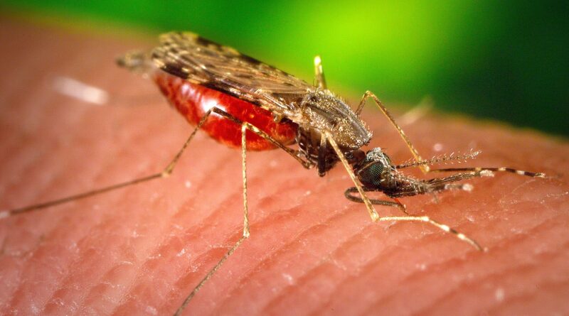 insect-bite-treatment-uk-2026