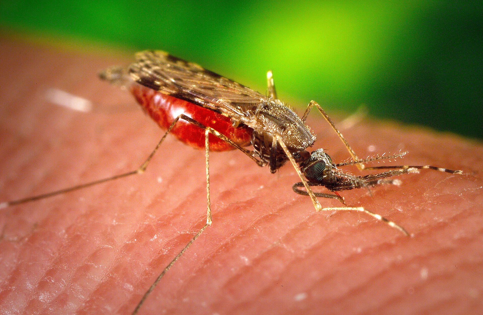Insect Bite Treatment UK 2026: Why a Heat Pen Beats the Cream in Your Cabinet