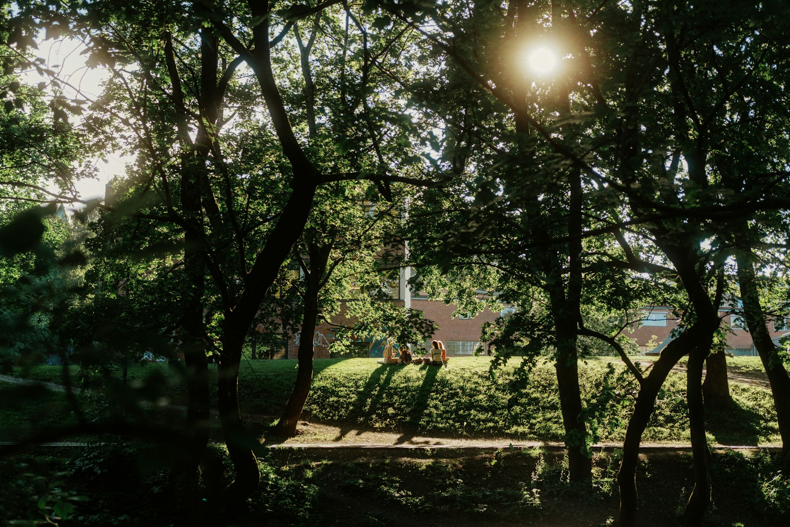 Sunlight through trees in a British park in summer, when a proper sunscreen matters more than an SPF moisturiser