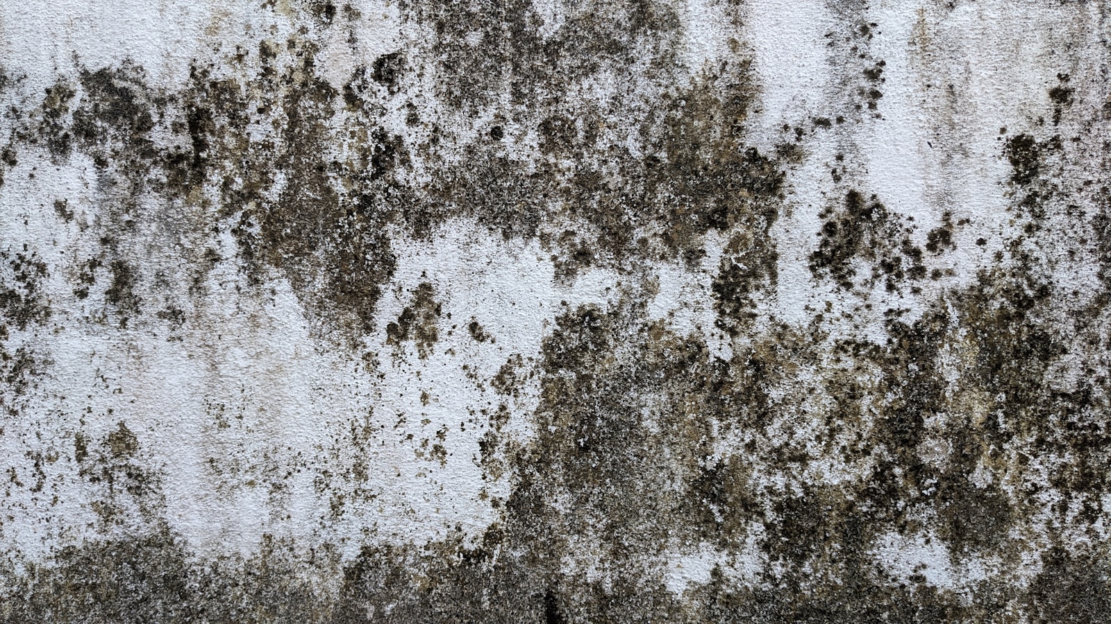 Mould and staining spreading across a damp interior wall