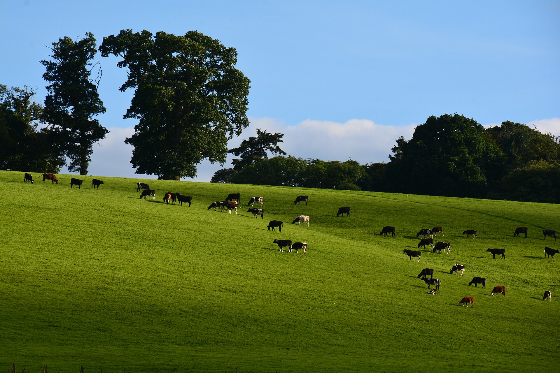 Dairy cattle grazing a hillside field in Devon