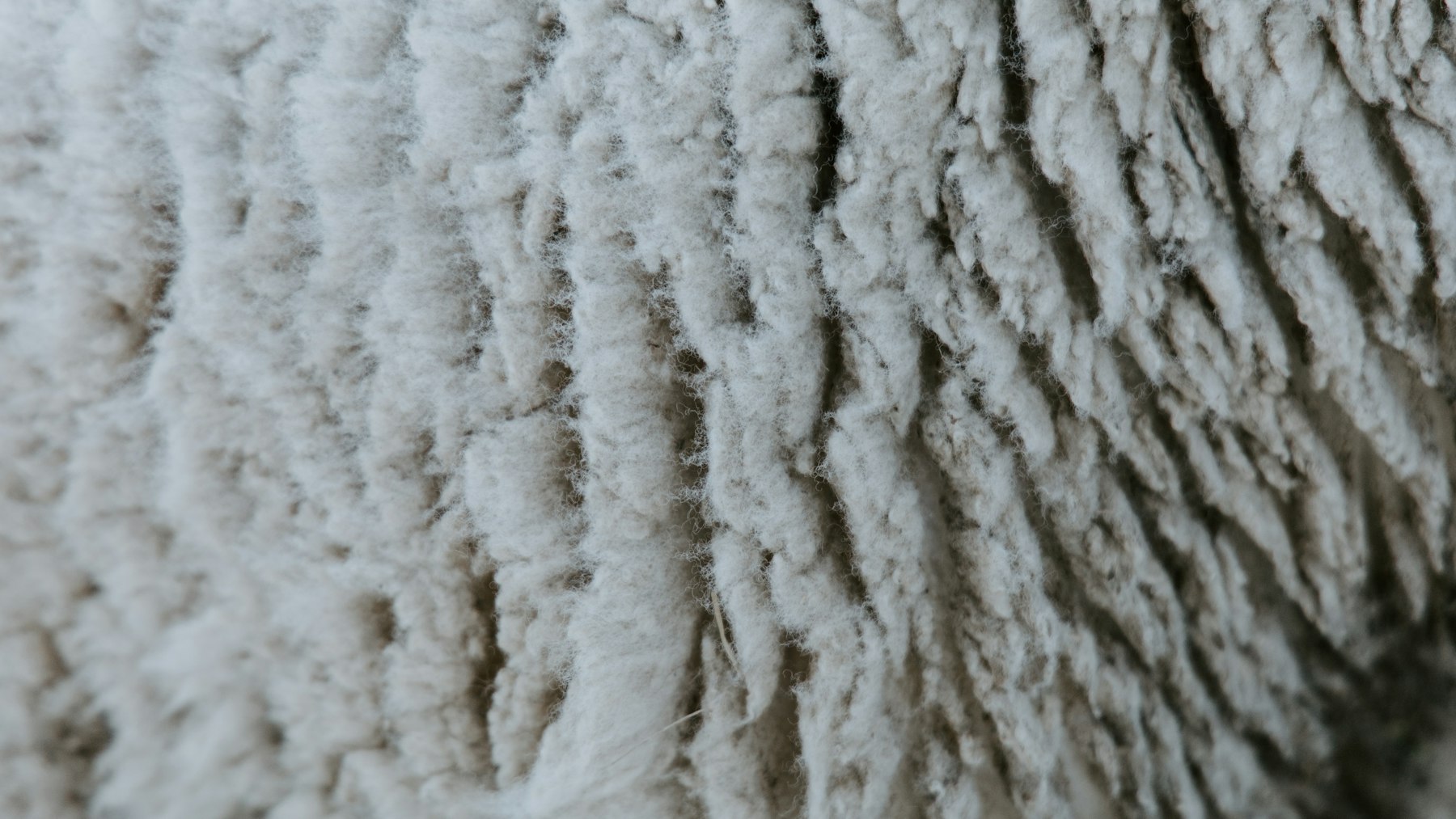 Close-up of a sheep's fleece - British wool fetches pennies at the farm gate while wool carpet sells for £45 a square metre