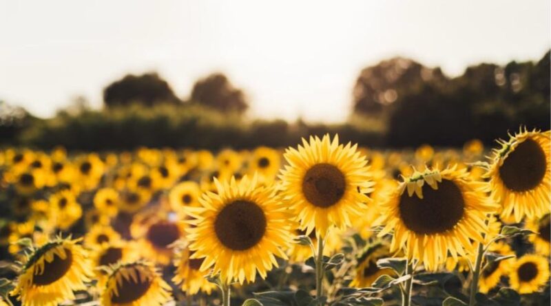 A British sunflower field at sunset, the source of one of the UKs most common seed oils and the subject of the are seed oils bad for you debate