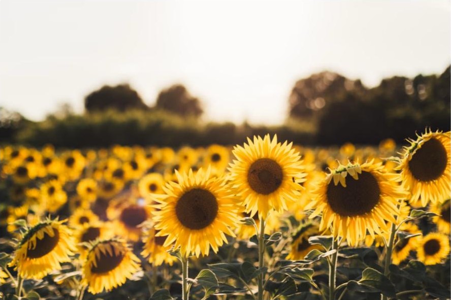 Are Seed Oils Bad For You? What the Evidence Actually Shows in 2026