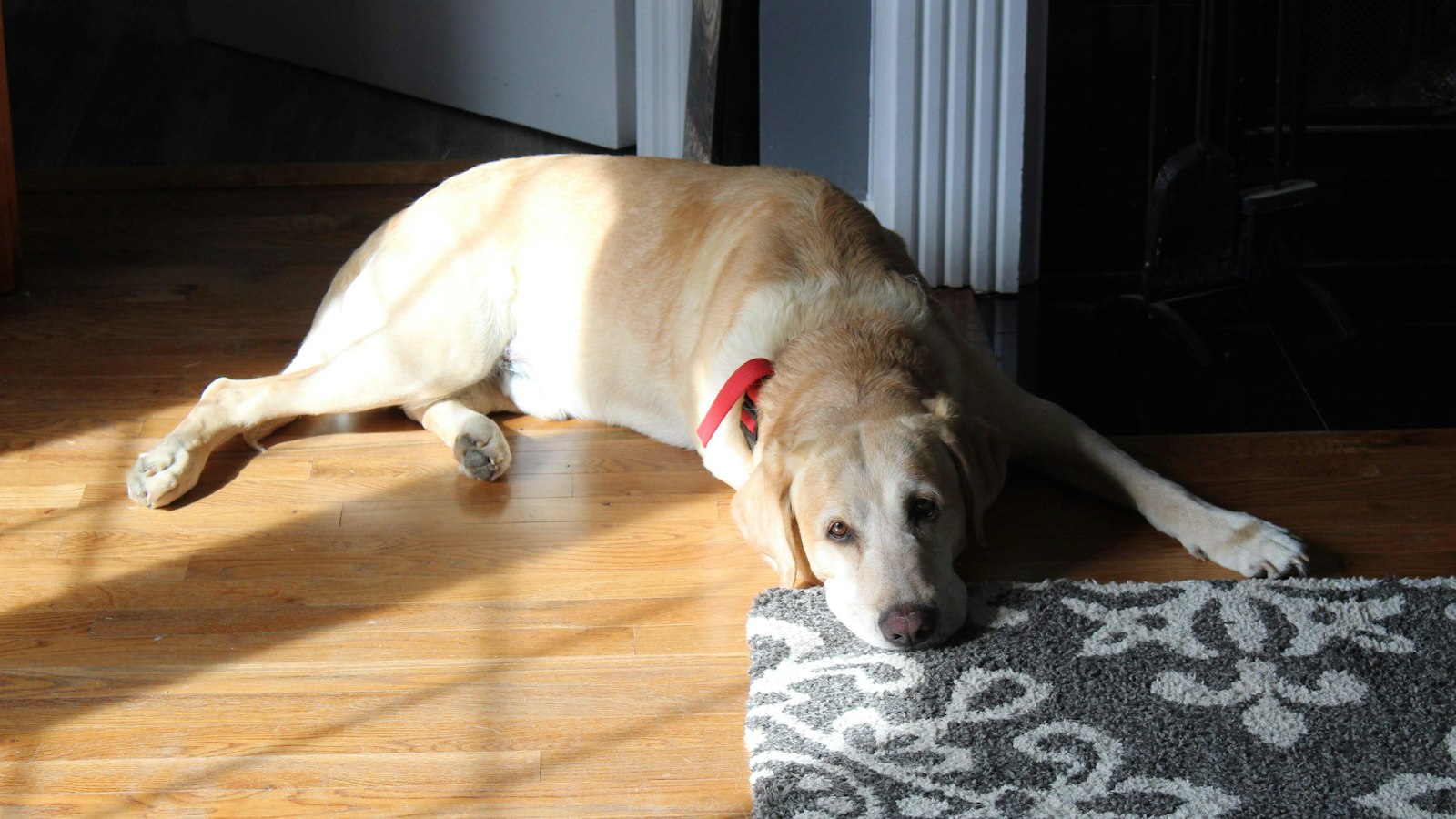 Labrador lying on a wooden floor during autumn moulting season