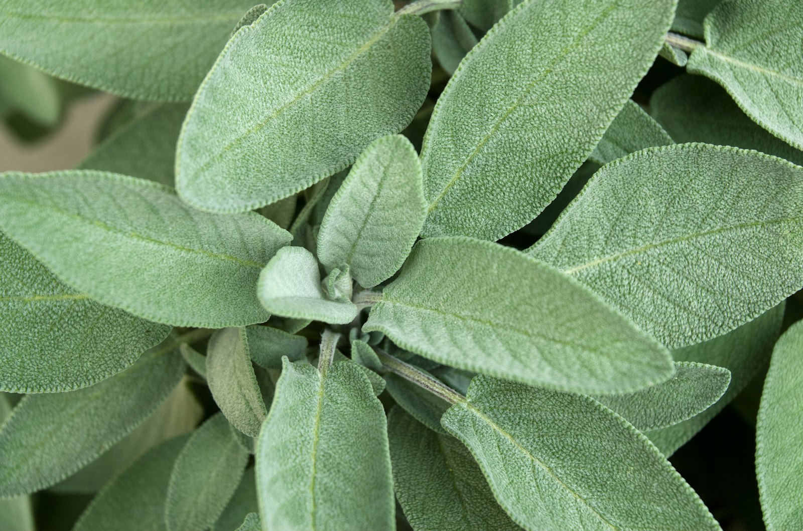 Close-up of fresh sage leaves, the herb behind the most-cited but placebo-free menopause supplement trial