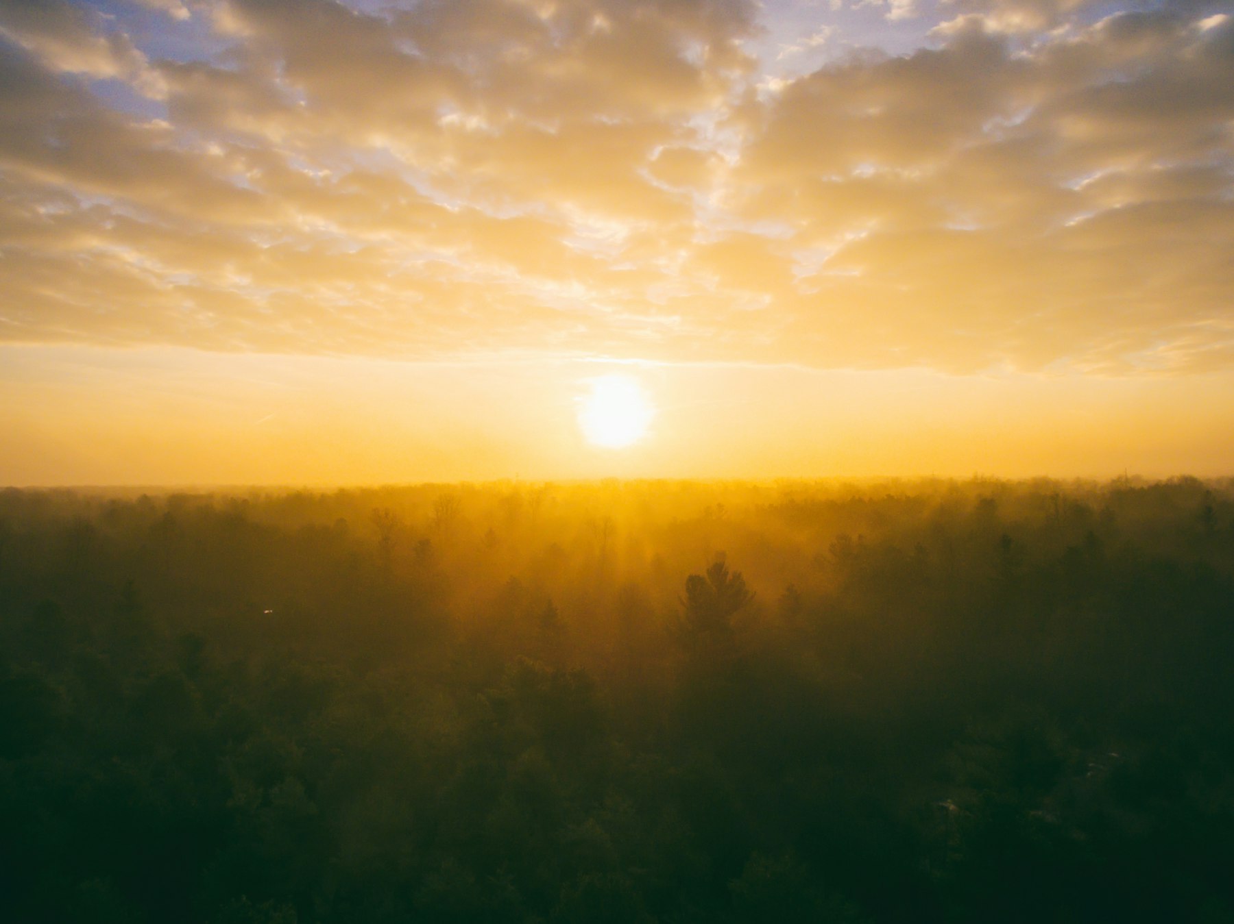 Early sunrise light through fog over a treeline, the daylight a SAD lamp tries to stand in for