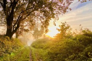 vitamin-d-supplement-autumn-2026