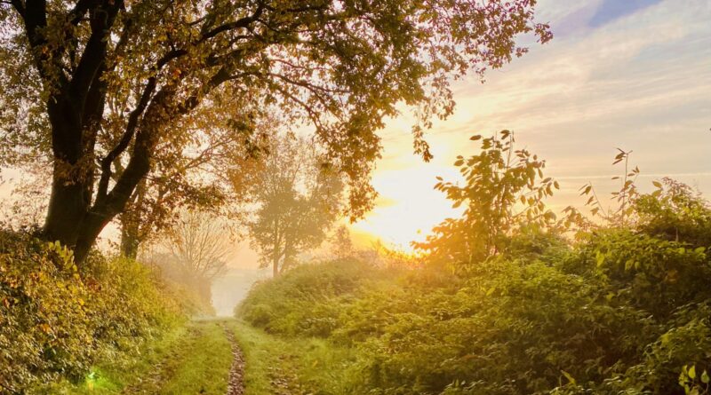 vitamin-d-supplement-autumn-2026