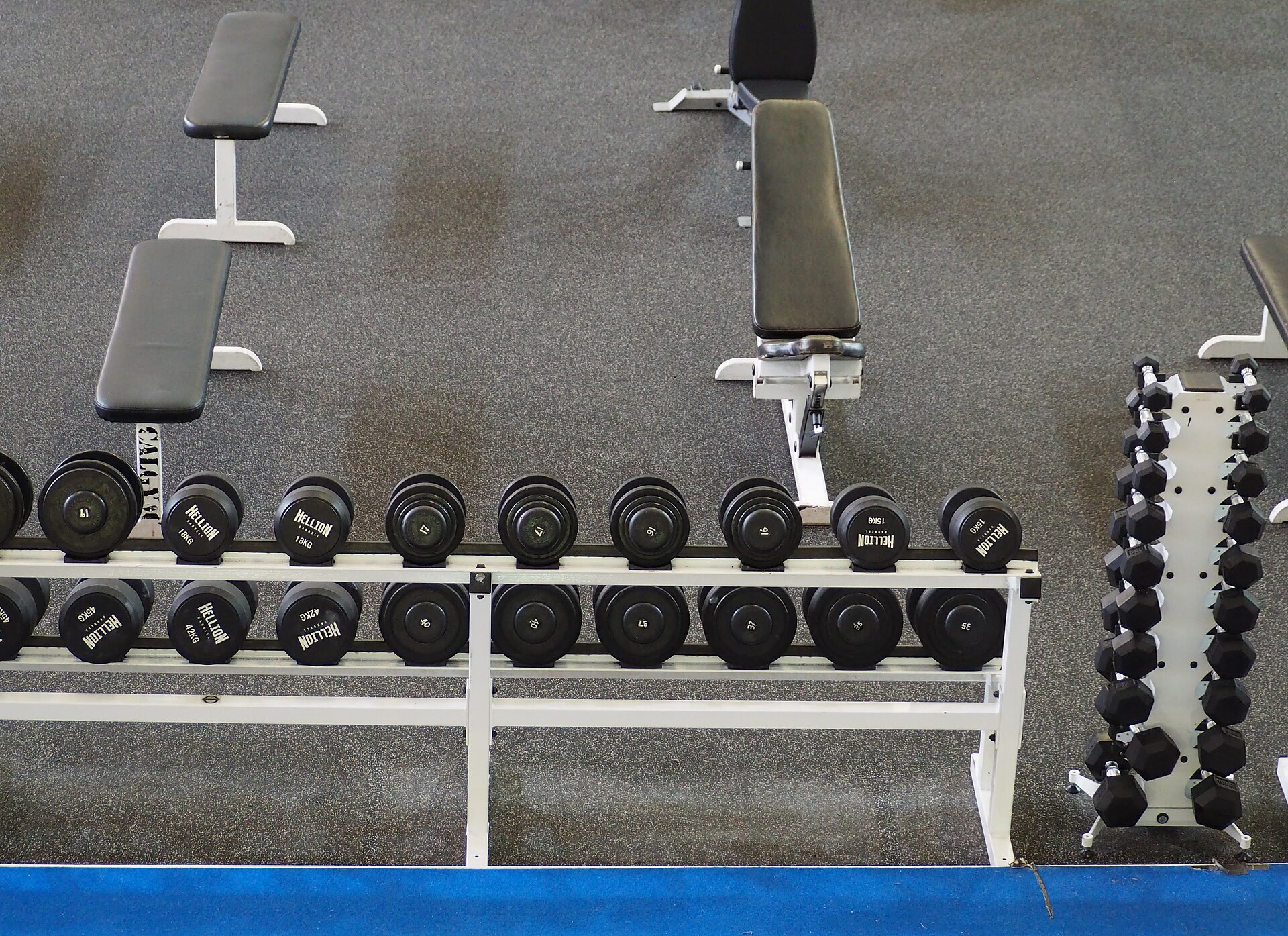 Free weights and dumbbells in a gym, where the question of how much protein do you need changes for lifters