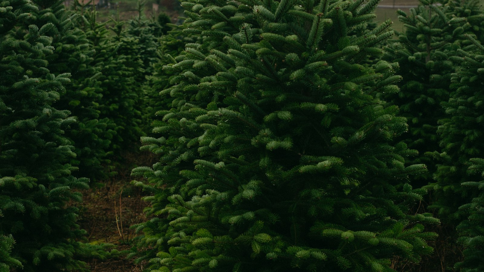 Rows of Nordmann fir trees growing on a British Christmas tree farm