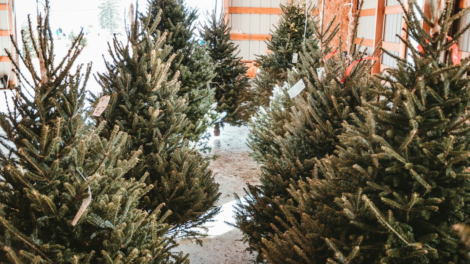Real vs Artificial Christmas Tree in 2026: A £44 Fir Against a £139 Fake, and the Year the Carbon Sums Flip