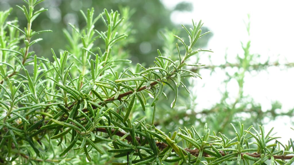 rosemary-oil-for-hair-growth-2026